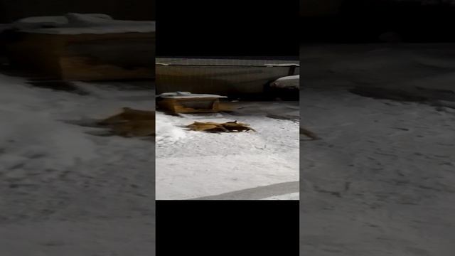 VID_20241127_235850.mp4