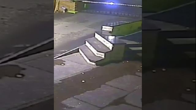 В районе Лепсе заметили енотовидную собаку