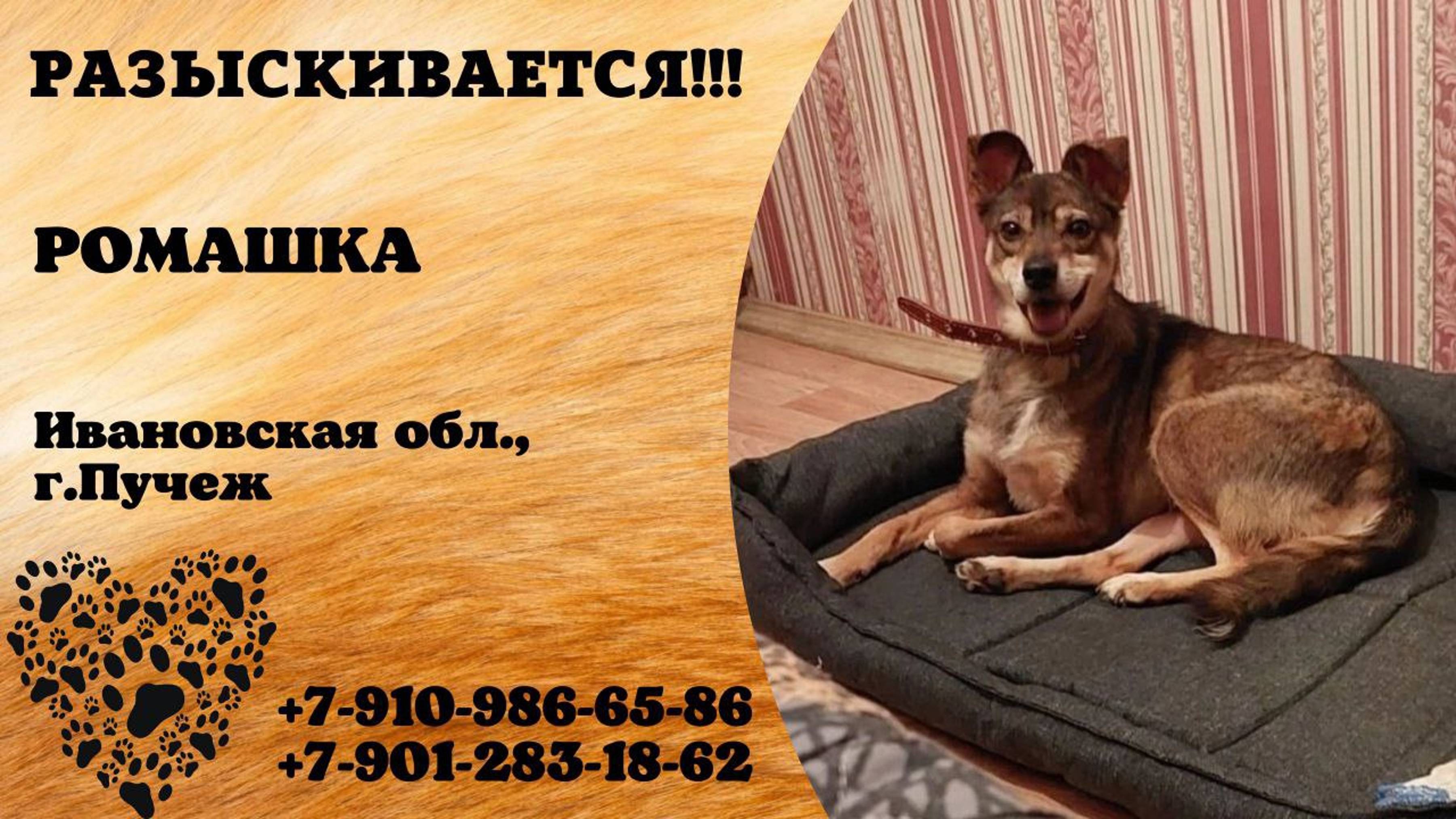 Пропала собака! РОМАШКА. Ивановская обл, г. Пучеж