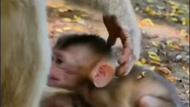 Неугомонный Baby Monkey ч. 2