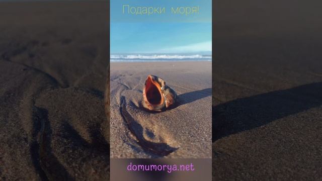 Жизнь у моря радует каждый день! И дарит всегда новые сюрпризы