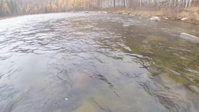 Осений Хариус с Василием у Михалыча