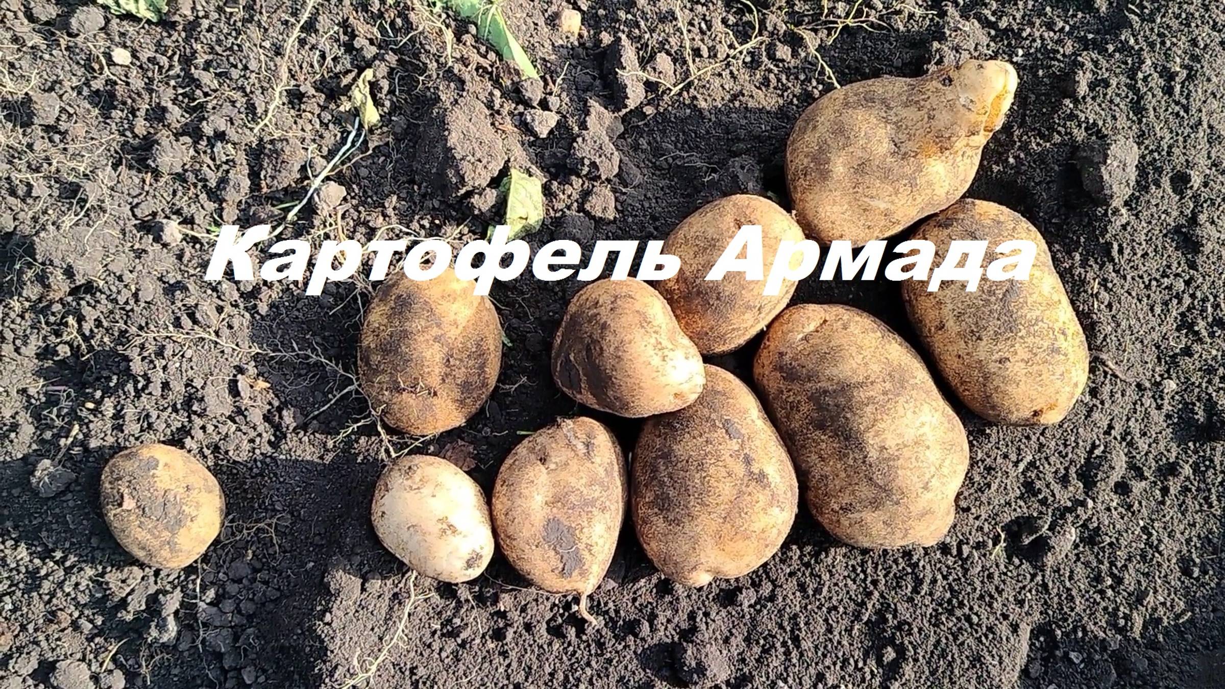 Картофель Армада.