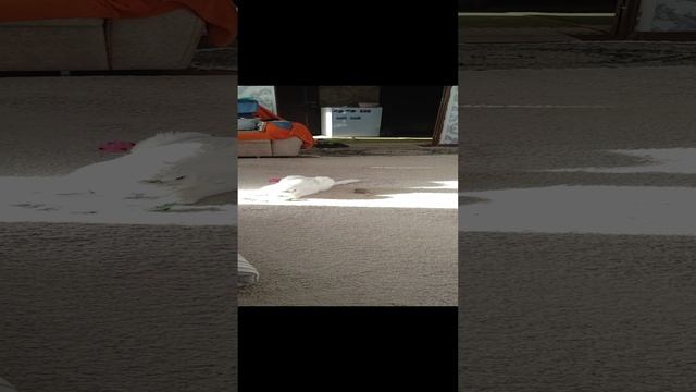 кошке нравится солнце.mp4