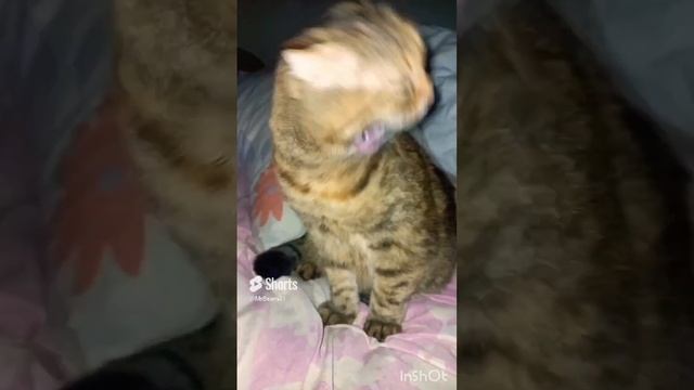 КУМИ говорит 4. (куми в переводе с японского медведь)..mp4