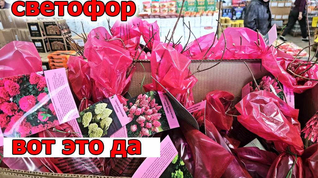 Такого я даже не Ожидала увидеть в Декабре.Магазин СВЕТОФОР.Привезли Гортензии и еще много чего еще