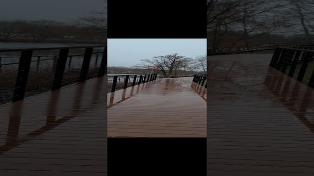 Белгород лебеди