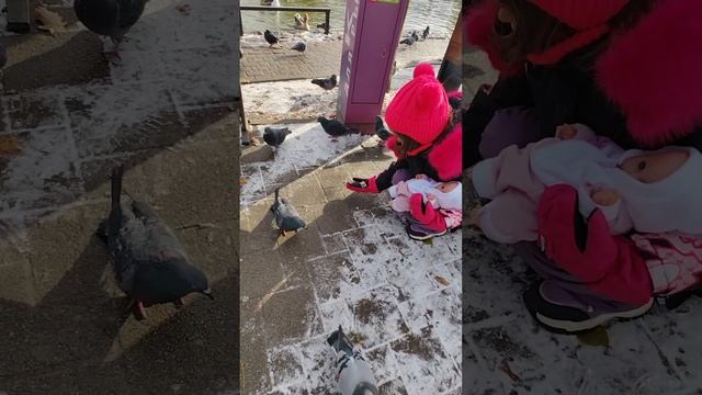 Алиса приехала в парк кормить уточек и голубей Краснодар