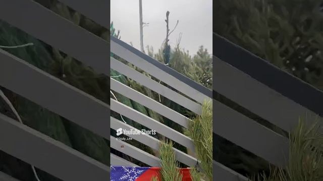 Но скоро Новый год – праздник, который мы встречаем с детским ожиданием чуда, независимо от возраста