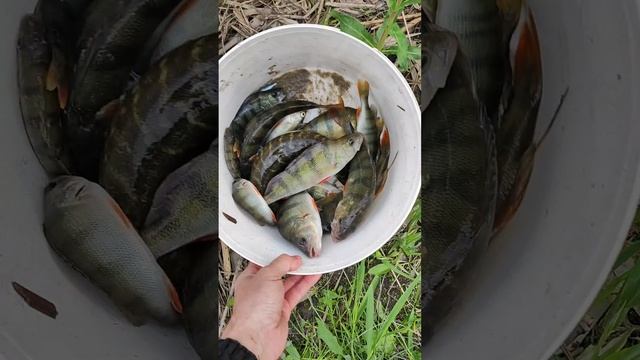 За час наловил на отводной поводок, ловится хищник , спиннинг медиум лайт ...