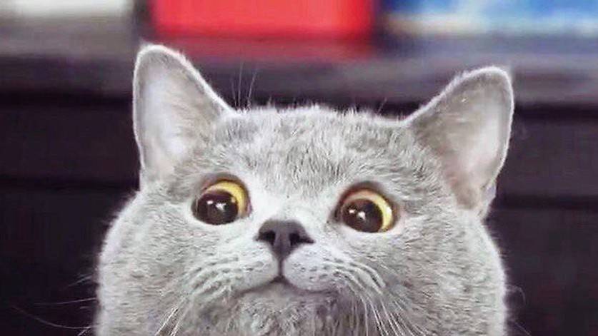 Смешные коты 69