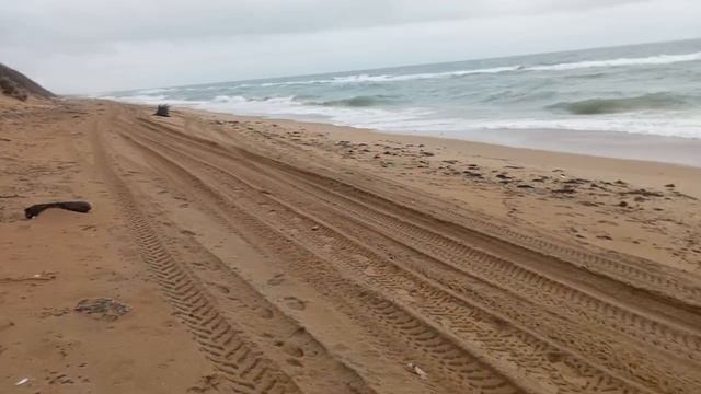 Дельфин на берегу