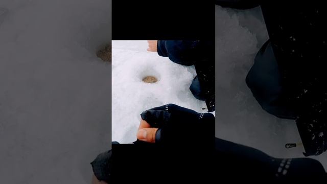 Шнурок на мормышку #щука