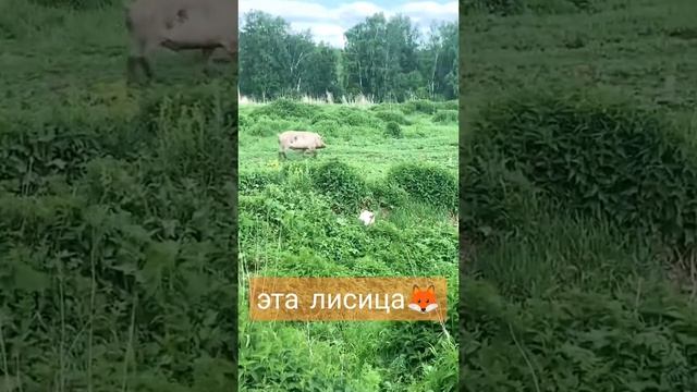 1000004491.mp4