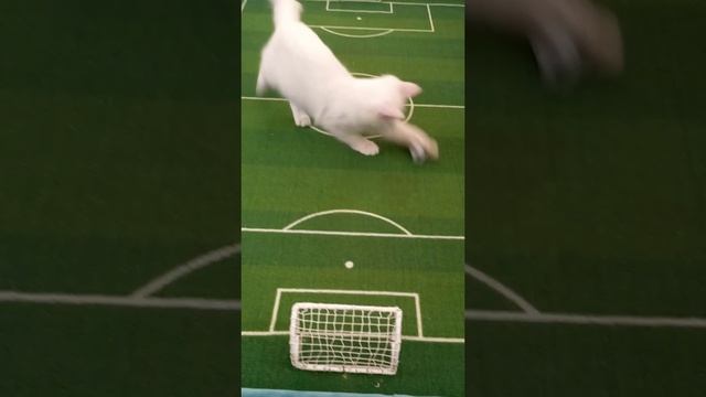 ⚽ 🏆 Футбол. Лига чемпионов. Финал котят.
