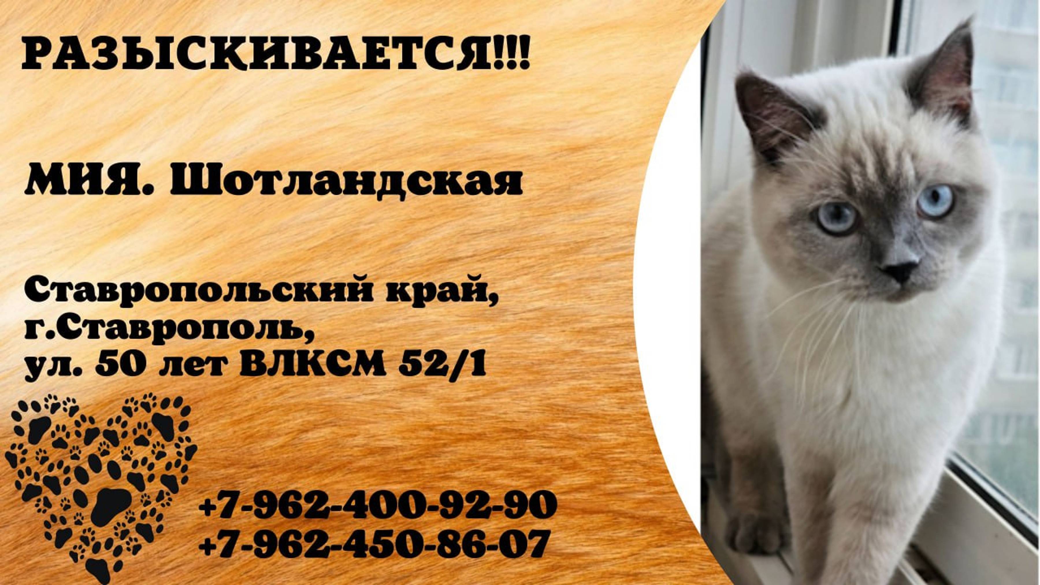 Пропала кошка! МИЯ. Шотландская. Ставропольский край, г.Ставрополь