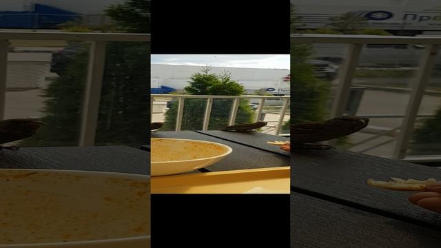 Варебушки проголодались