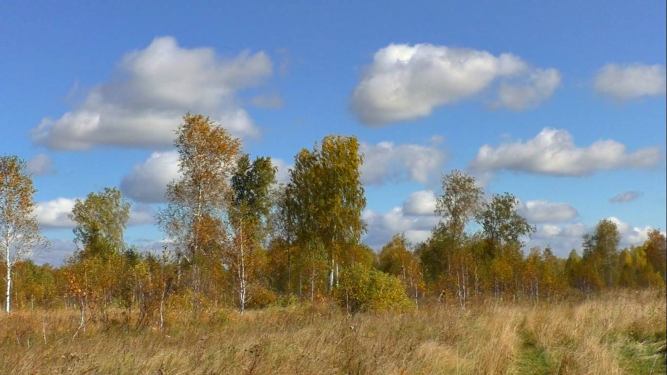 Золотой день осени