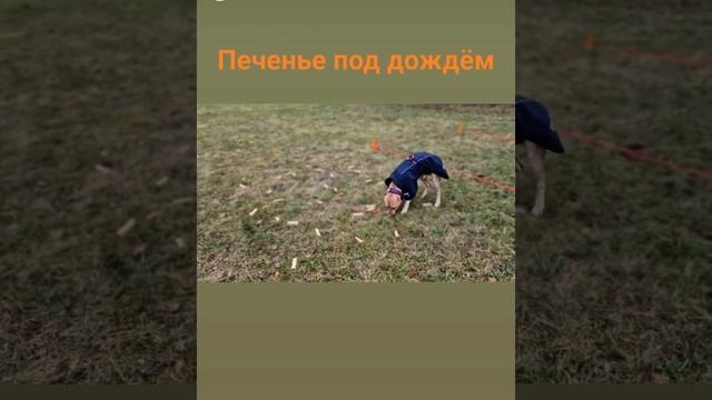ПЕЧЕНЬКА РАБОТАЕТ НОСОМ #питбульпеченька #dog #ПеченькиныТреньки #питбуль #печенька #obedience