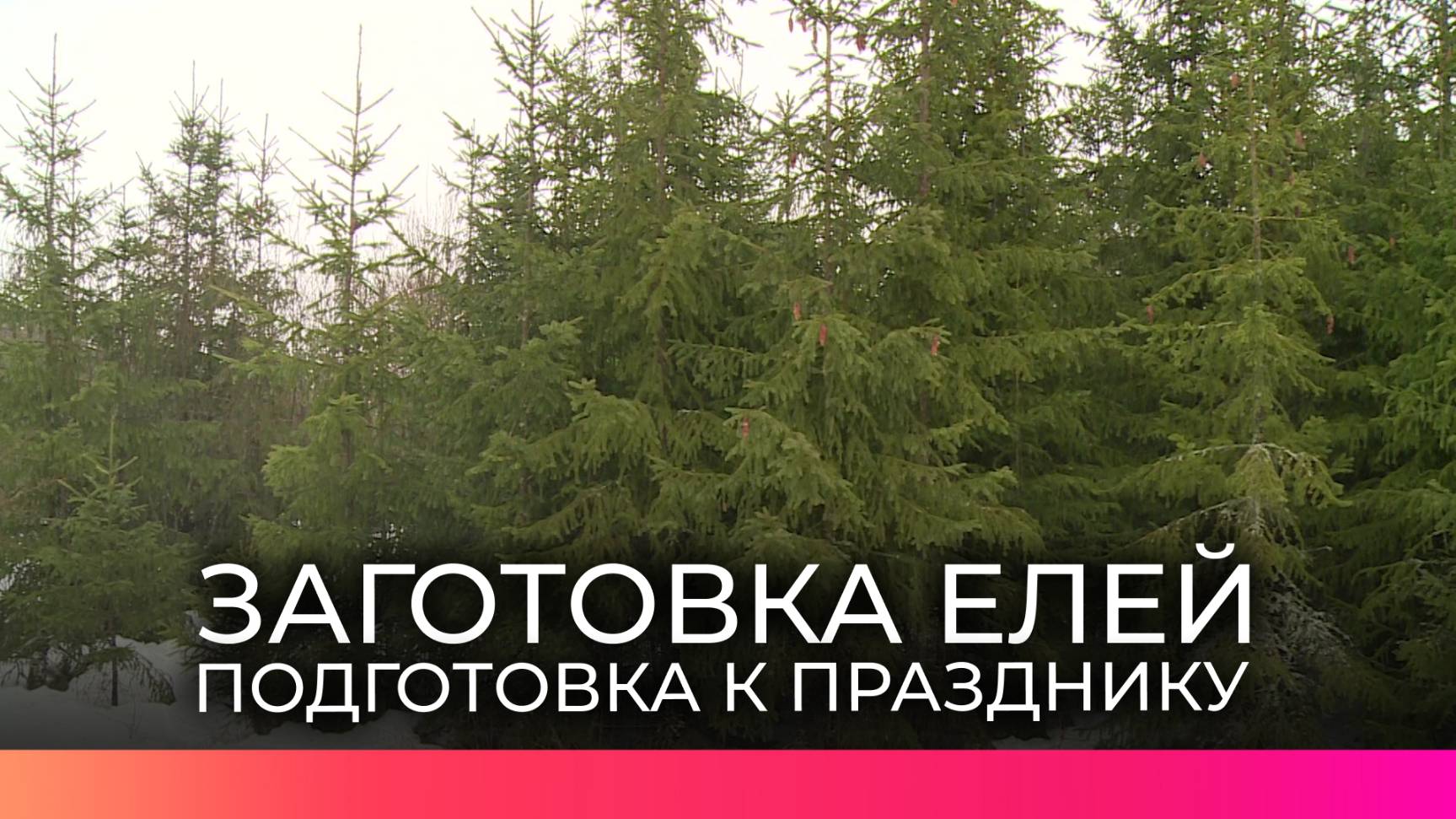 Более 2000 новогодних елей заготовят в Новгородской области