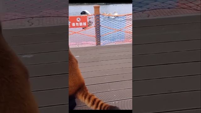 малая панда с ведерком