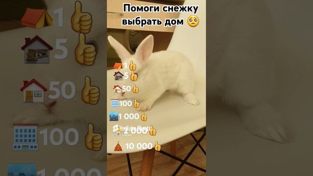 Помоги кролику выбрать дом 😥 #кролик #дом #лайк.mp4