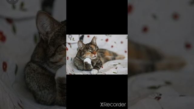 Прикольные коты 3часть #shorts