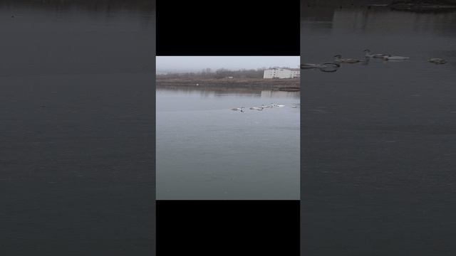 лебеди 2