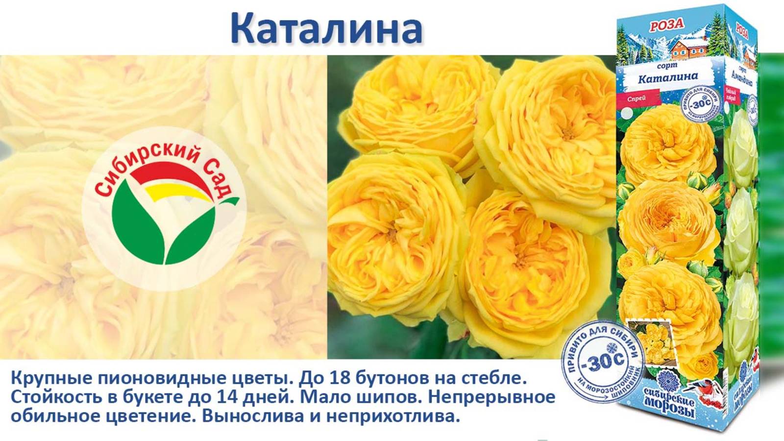 Роза Каталина (Спрей) от Агрофирмы "Сибирский сад"