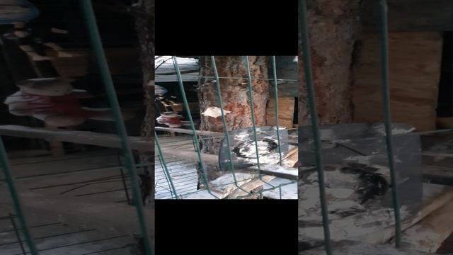 #Карлуша #ворона
