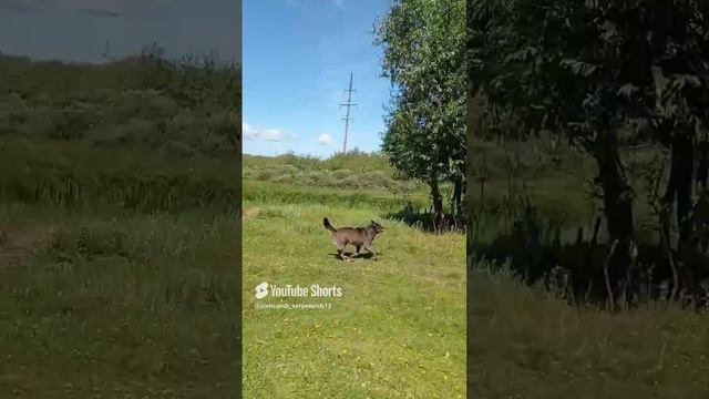 Едем с дачи а собака бежит рядом