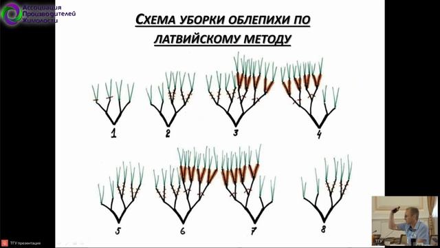 Зубарев Облепиха мировой опыт