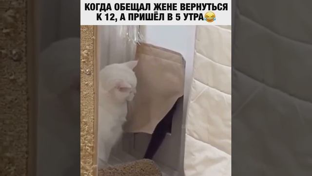 Знакомо?! 😹