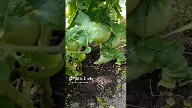 Томат сорта "Суперклуша нео"