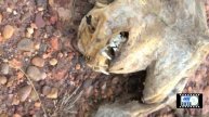 strange creature vampire cat yt.m4v