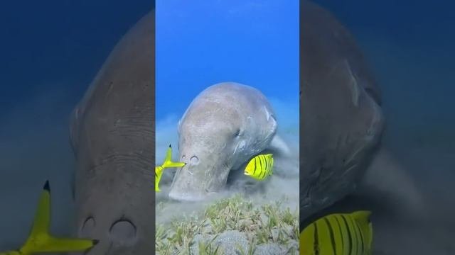 Дюгонь.