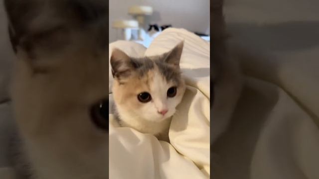 @rosiemai21=512c80.mp4