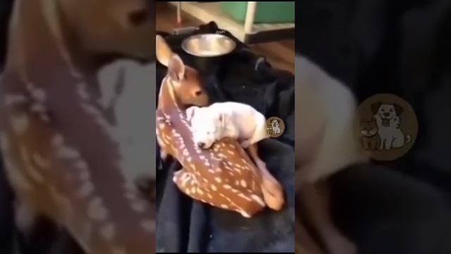 друзья животные