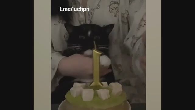 Смешные видосы про животных #3