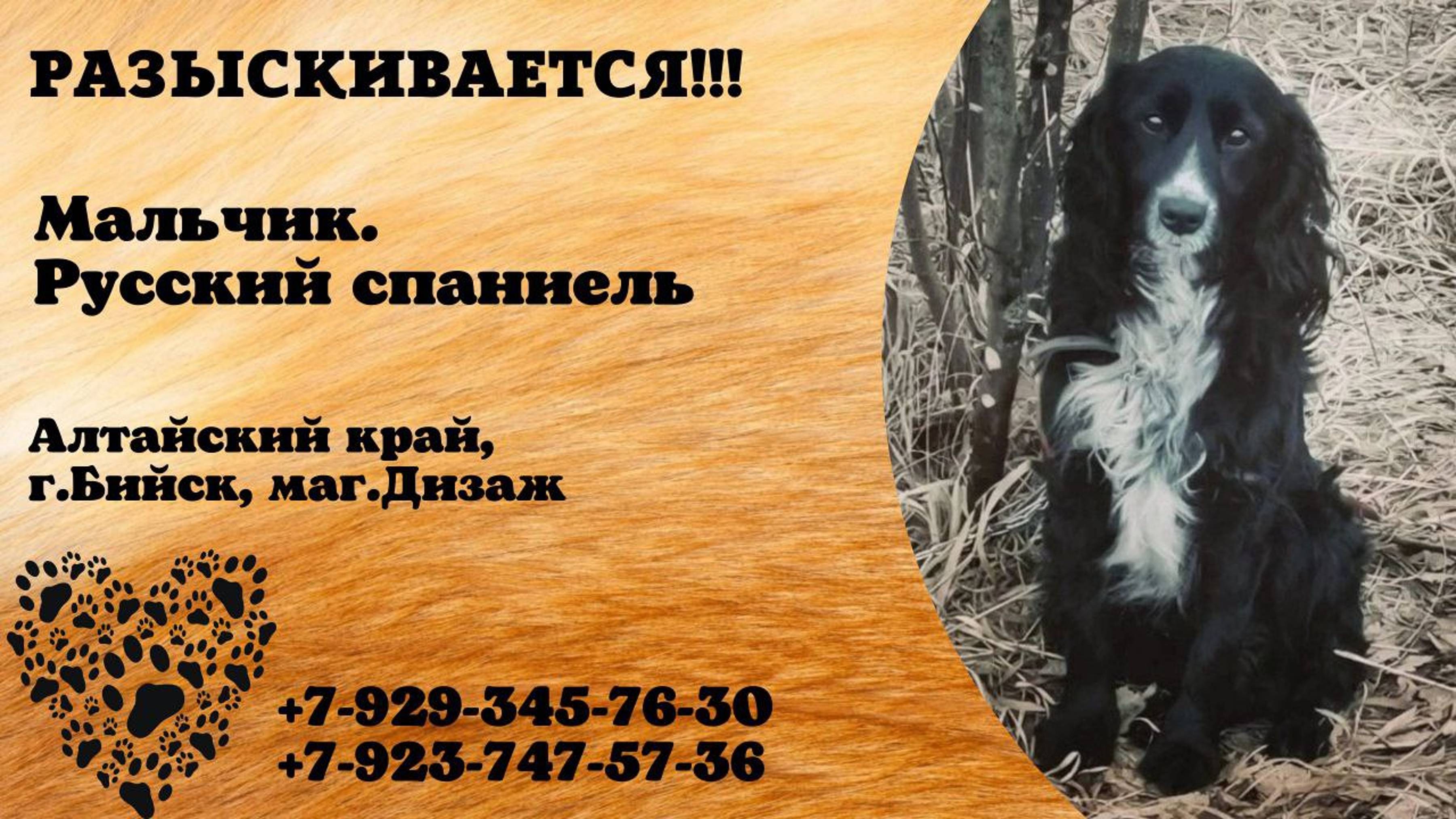 Пропала собака! Мальчик. Русский спаниель. Алтайский край, г. Бийск