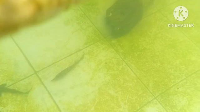 Подводная съёмка в нашем пруду
