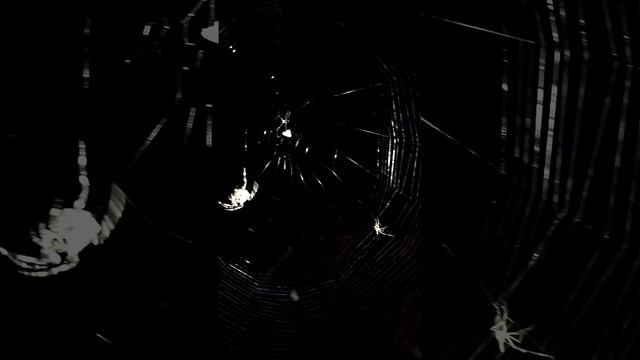 Угловатый паук крестовик. 🕷
