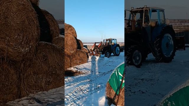 Трактор Т-40 с кабиной ЮМЗ-6🚜 завоз рулонов сена🌿🌾