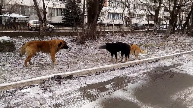 Собака с банкой на башке