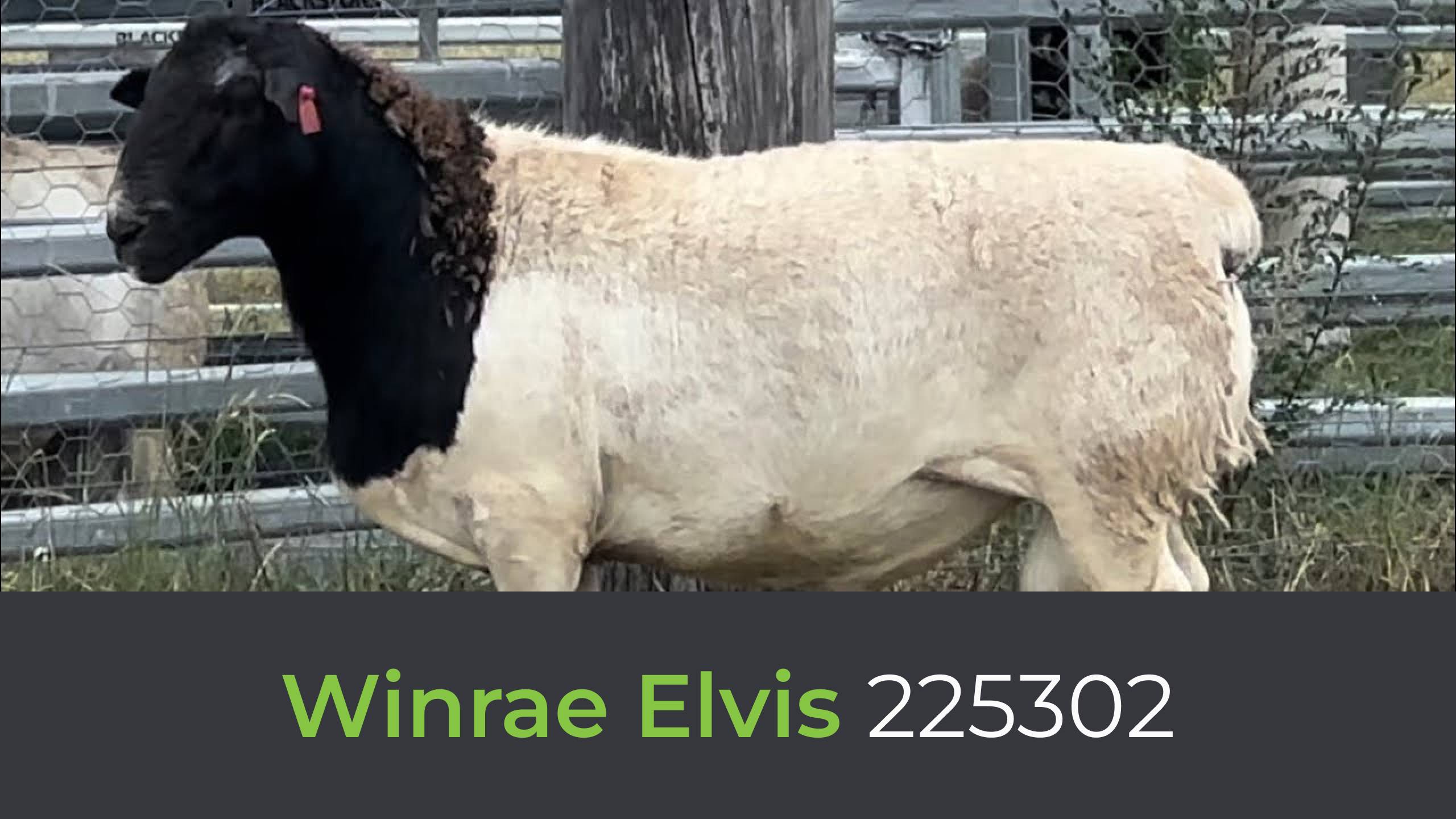 Дорпер Winrae Elvis 225302