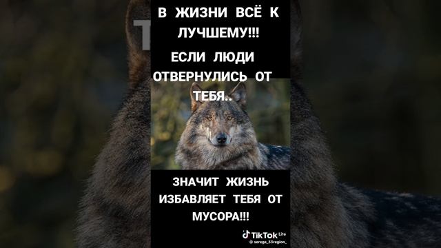 Волчонок