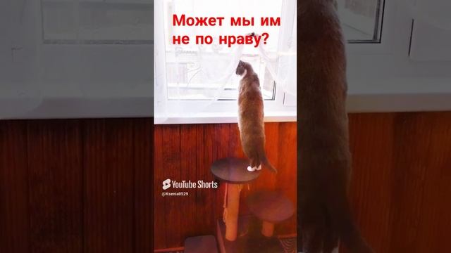 Котька Мотька у окошка😹