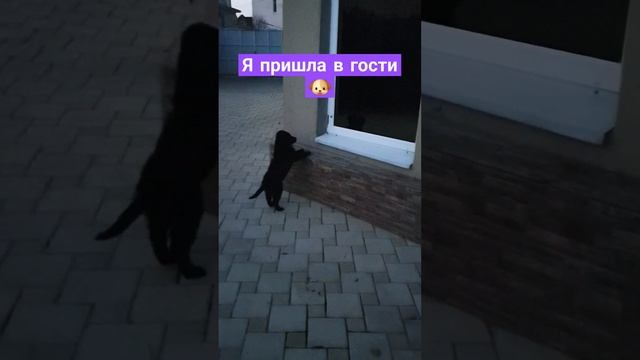 Кто дома? #shorts #щенок #собака
