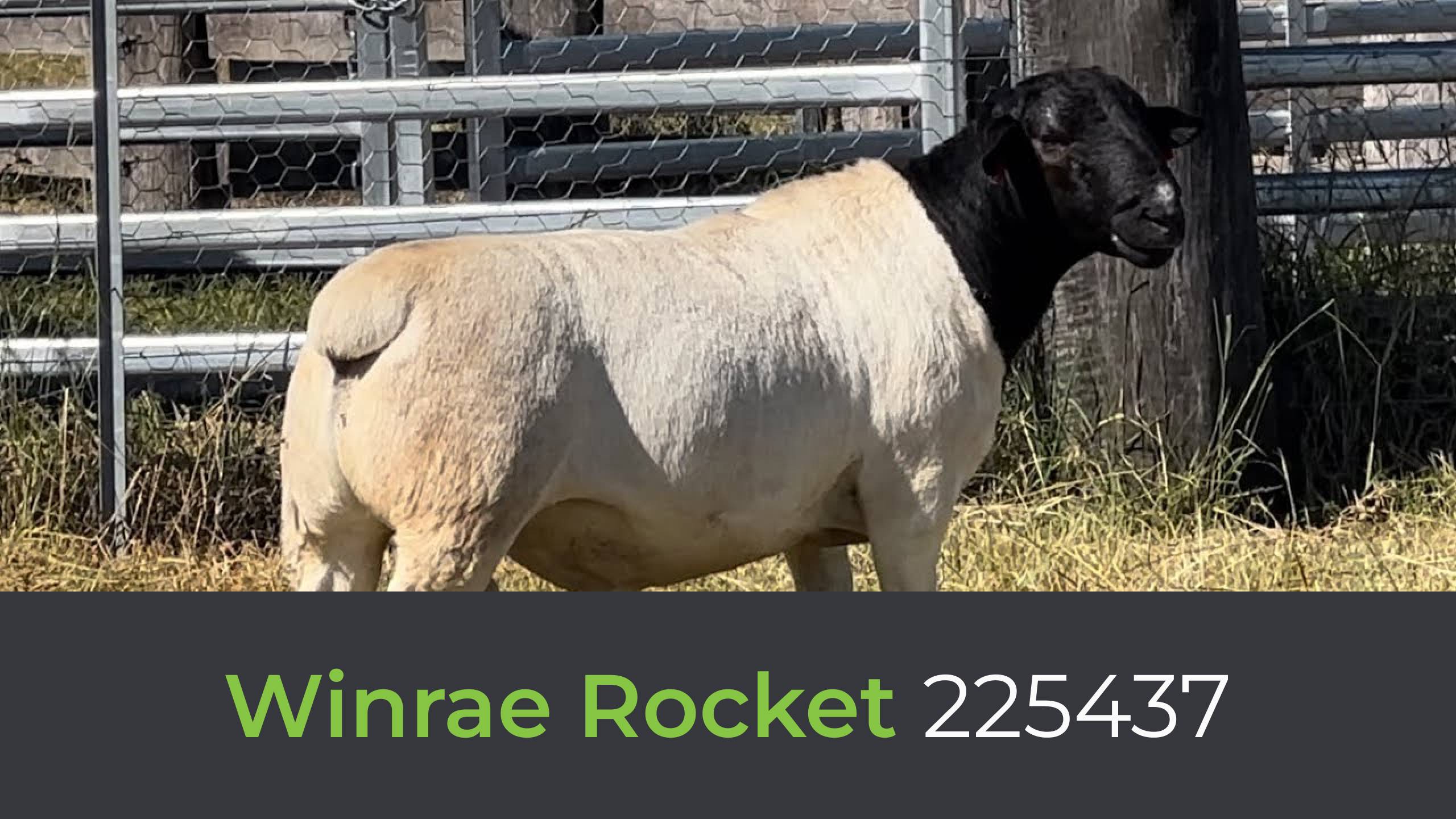 Дорпер Winrae Rocket 225437