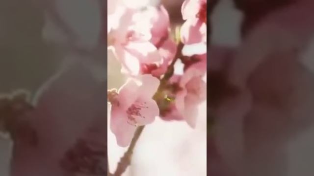 Нежная музыка, успокаивающая нервную систему1